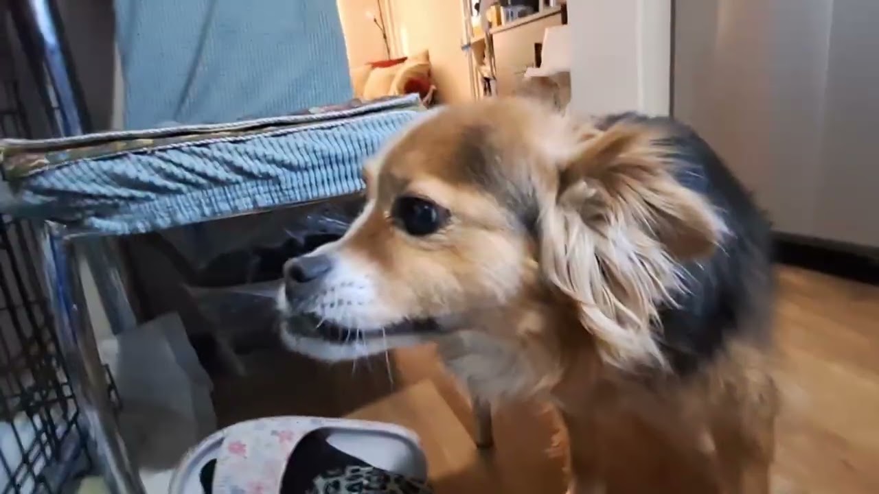 Ашерчик округляется🐶😜