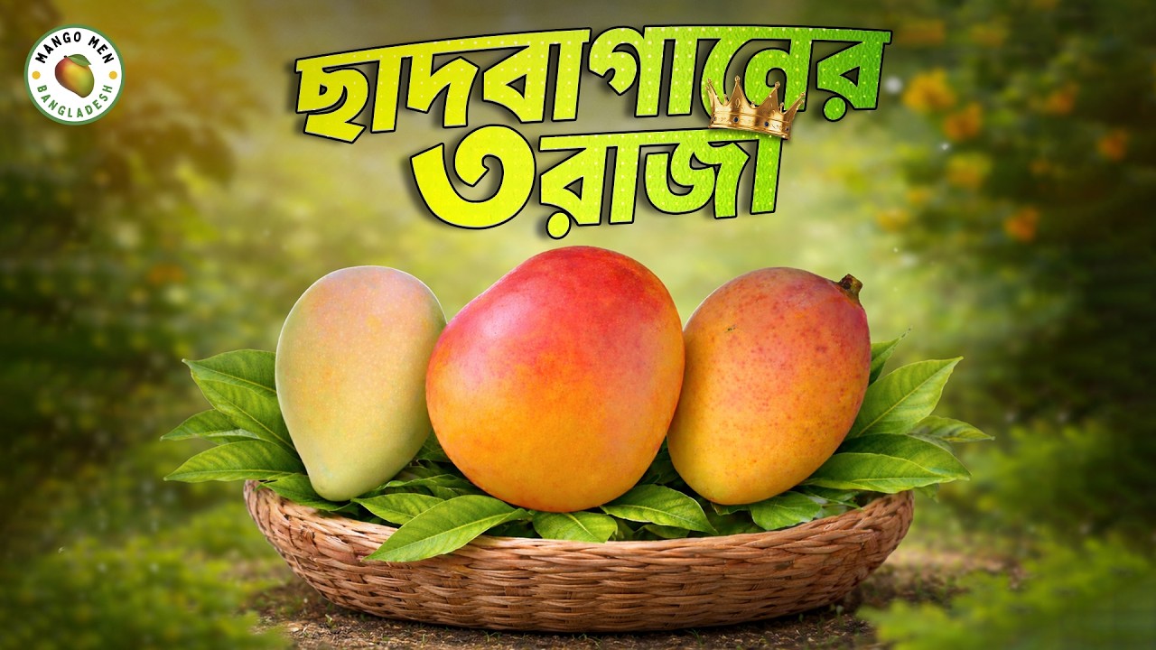 ছাদবাগানে এই ৩ জাতের বিকল্প নেই!ভরপুর ফলন,খুব মিষ্টি । 3 Rooftop King