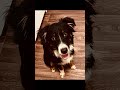 Jinx is a standard Australian Shepherd. I dunno where the idea he's a mini came from. He's 8 months