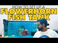 How to setup a Flowerhorn Fish Tank