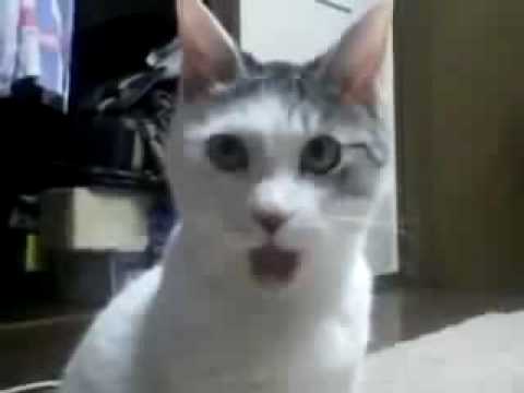 Surprised Kitty (Original) -