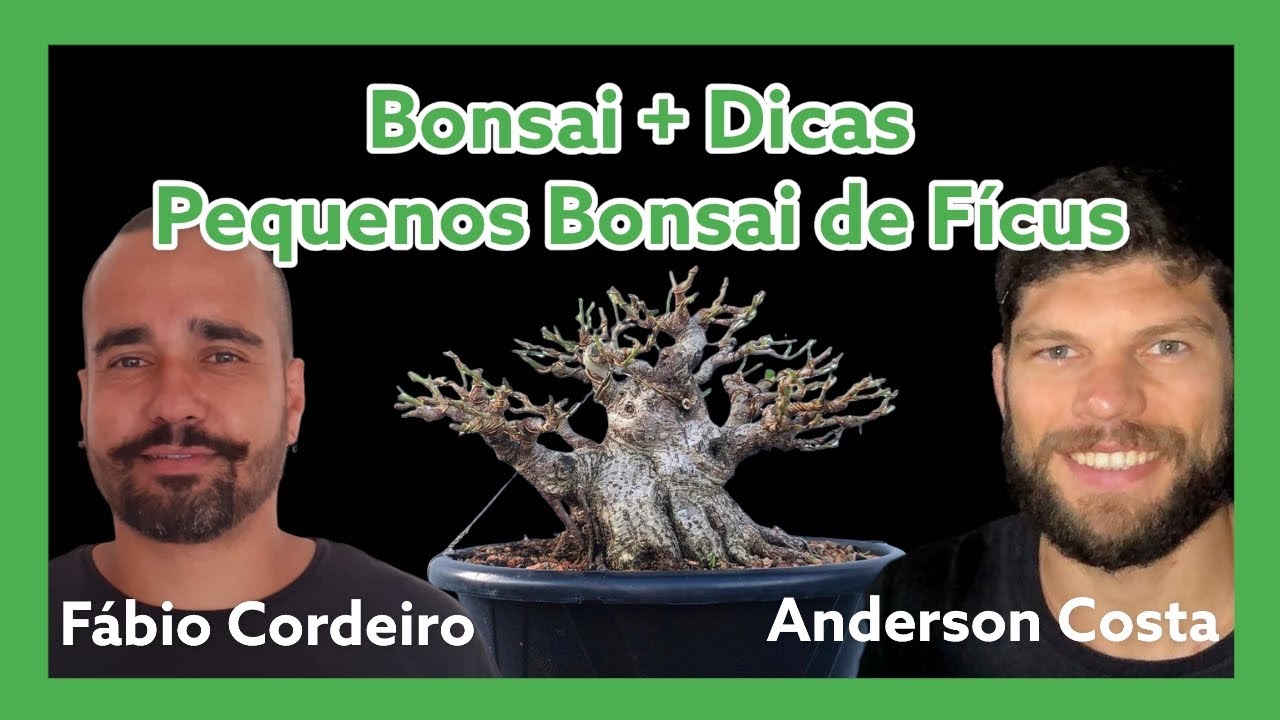 Bonsai de Fícus- Anderson Costa responde.