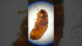 Pulga de perro vista a 40x #biology #microscope #insects #plagas #Ctenocephalides canis