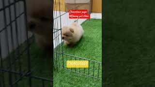 Chowchow pups for sale #goldenretreiver#toypoodle#trending#ytshorts #pets #cute  #puppy#7306055555