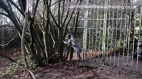 How do you teach a dog to stop chasing and come back when called? Jamie Penrith Take the Lead Dog T