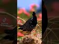 صوت الدراج 30 دقيقه صوت عالي وواظح صوت الدراج 30 دقيقه صوت عالي وواظح