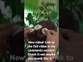 #asmr #hairaccessories #sound #styling #tingles #fordeepsleep #relaxing #foryou