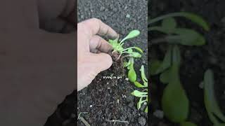 Don’t Be Afraid to Separate Your Lettuce 🥬 (Garden Tip)
