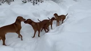 Vizslas playing in the snow