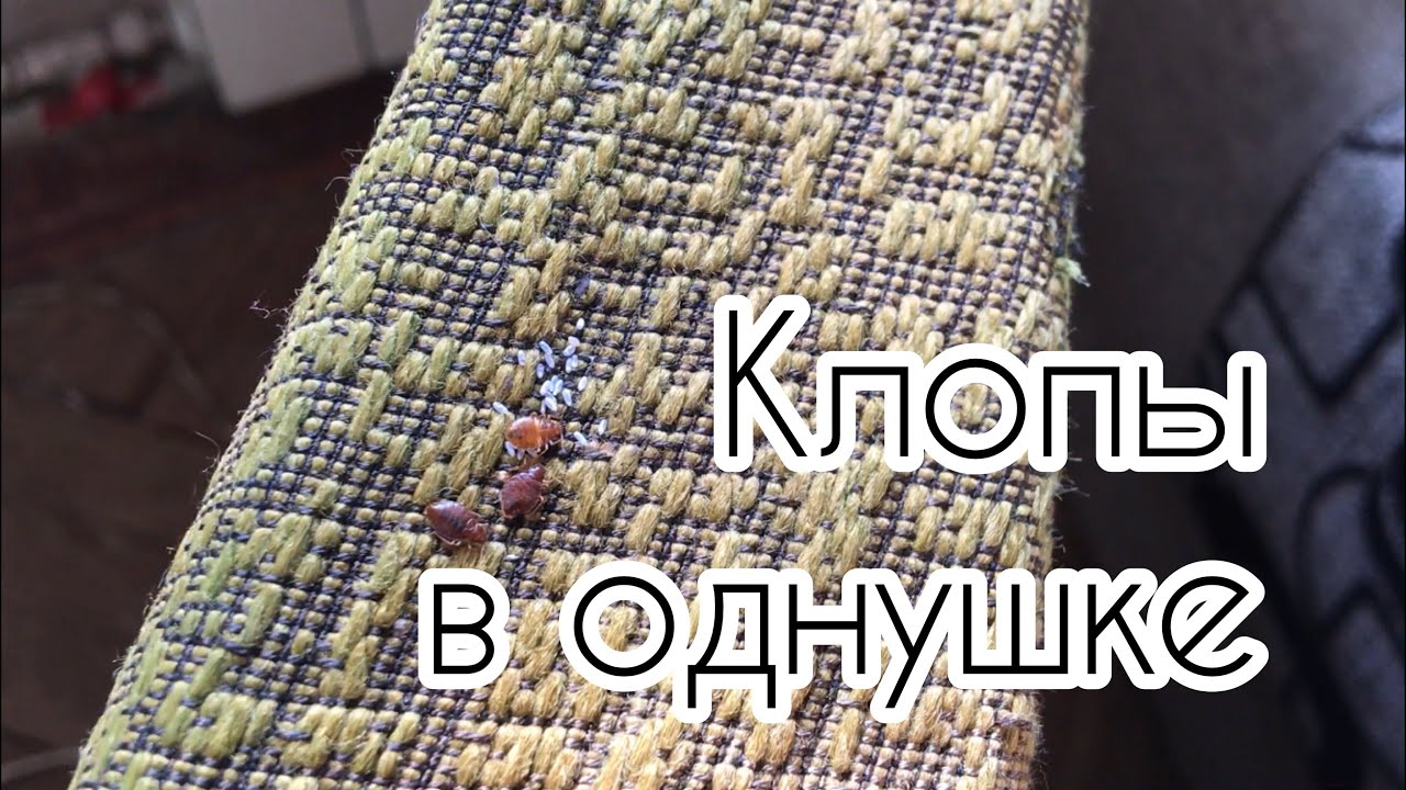 Кто живет под накидкой кресла? (Обработка от клопов в СПБ 2021 19 ...