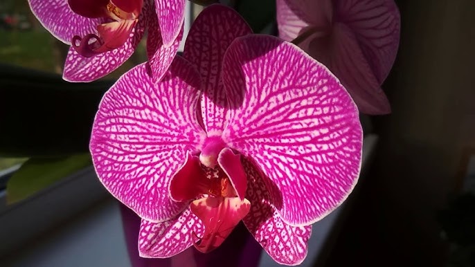 Люба анасы ұлына жыныстық қатынасқа түскен