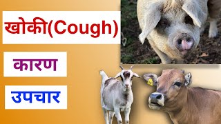 पशुहरुमा हुने खोकीको कारणहरु र यसको  उपचार । Causes and Treatment of Cough in Cattle, Goat and Pig