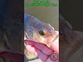 Ultralight en Micro fishing #fishing #ultralight #shortsvideo