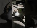 Игры котят #трекер #котята #кошки