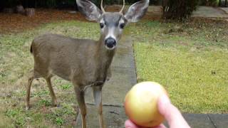 Spike the Deer and Family eating apples again