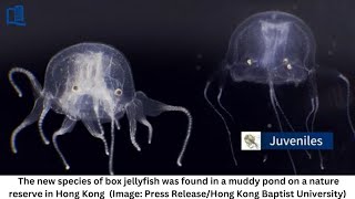 Deadly new jellyfish species with 24 eyes discovered in Hong Kong