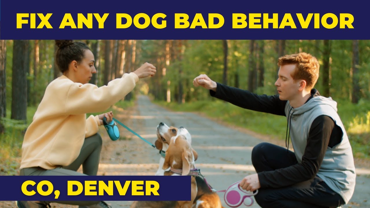 Dog Training Denver Puppytraining Colorado Denver Fix Any Dog Bad