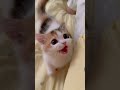 POV: You Adopt a Needy Kitten 🥺😻 #pets #cat #cute