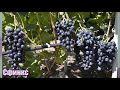 Виноград Сфинкс - вкусный и надежный