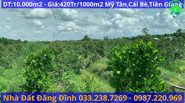 T07 Bán 1 ha(10.000m2) sầu riêng giá 420tr/1000m2 Mỹ Tân,Cái Bè,Tiền Giang