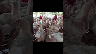 poultry farm। #shorts