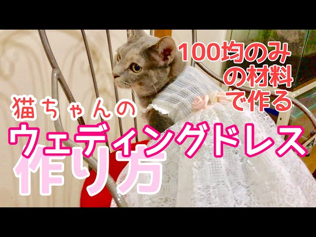 How to make a wedding dress for cat. All the stuff come from 100