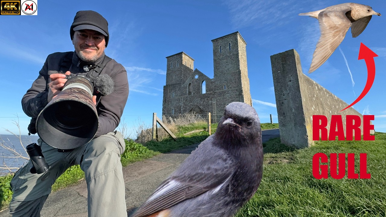 Чайка Кумлиена в Рекулвере! Черная горихвостка и наблюдение за прибрежными птицами в Кенте. 4K
