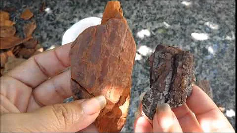 Como usar casca de pinus nas plantas?