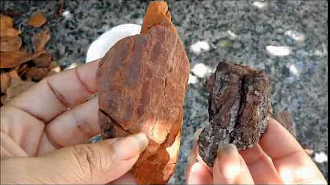 Como usar casca de pinus no jardim?