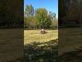 52 inch zero turn rc mower!😁 #lawncare#rcmower