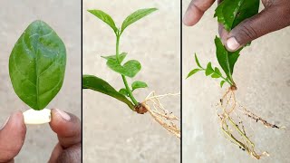 how to grow mogra Jasmine from single leaf in rainy season @gardening4u11