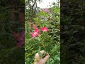 Началось второе цветение мускусных гибридов роз, клематис первой группы обрезки Фаргезиоидес.