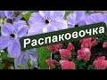 Распаковка посылки из питомника &quot;Пулков сад&quot;.