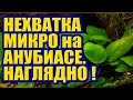 Нехватка Микро Элементов на Анубиасе. Наглядно! Удобрения и Растения в Аквариуме