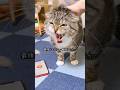 【禁断】猫のシャーを翻訳した飼い主の末路がコチラ・・・😭 #猫