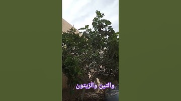 سورة التين #قران_كريم #ترند #قرآن #explore #nature #explore #دعاء #quran