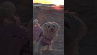 Myy Ohtakari. 2026 #cutedog #maltesemix , #sunset  #koira #dog #doglife #dogshorts
