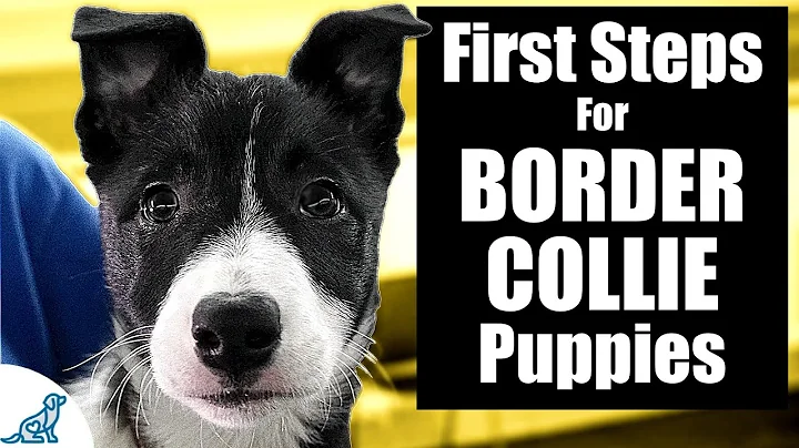 Border Collie Puppy Training - 10 Skills To TEACH FIRST! - DayDayNews