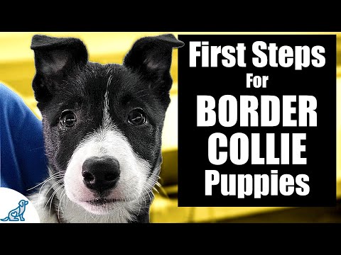 Video: Een Border Colliepuppy selecteren en trainen