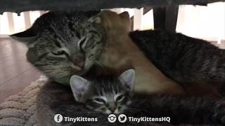 Ancient battlescarred feral cat meets tiny kittens