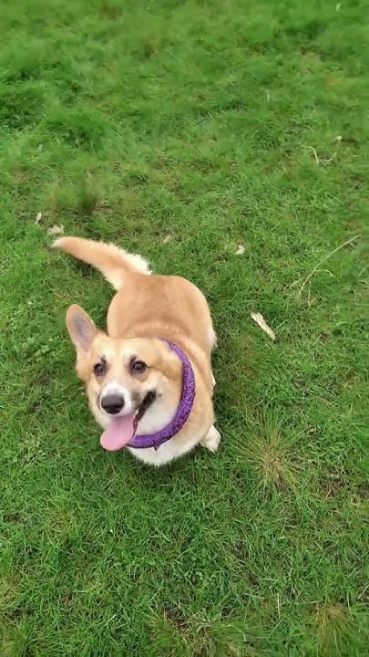 Коргі Торі вухо де? #corgi#корги - YouTube