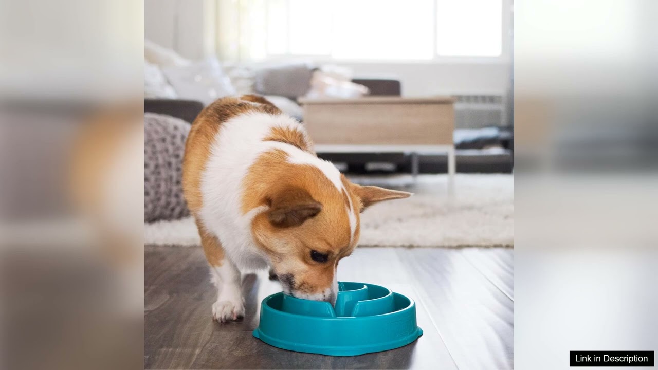 Outward Hound Medium Slow Feeder Bowl Puzzle Maze for Fast Eaters Small
