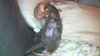 Rat Training Vol. 2 - Mabel