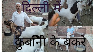 7 may 2024 qurbani ke bakre delhi me/bakro ki update/mevati bakre/update by haider goat farm hgf