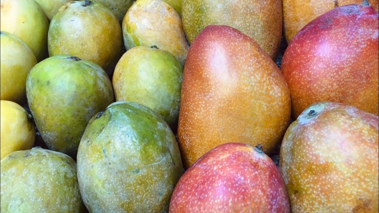 طريقتين لتخزين المانجو من السنة للسنة لا لون يغير ولا طعم يغير وأفضل نوع للتخزين وأفضل نوع للأكل