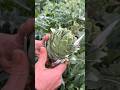 Amazing fresh artichoke| Delicious vegetables harvesting by Rural Farmer #farming #artichoke
