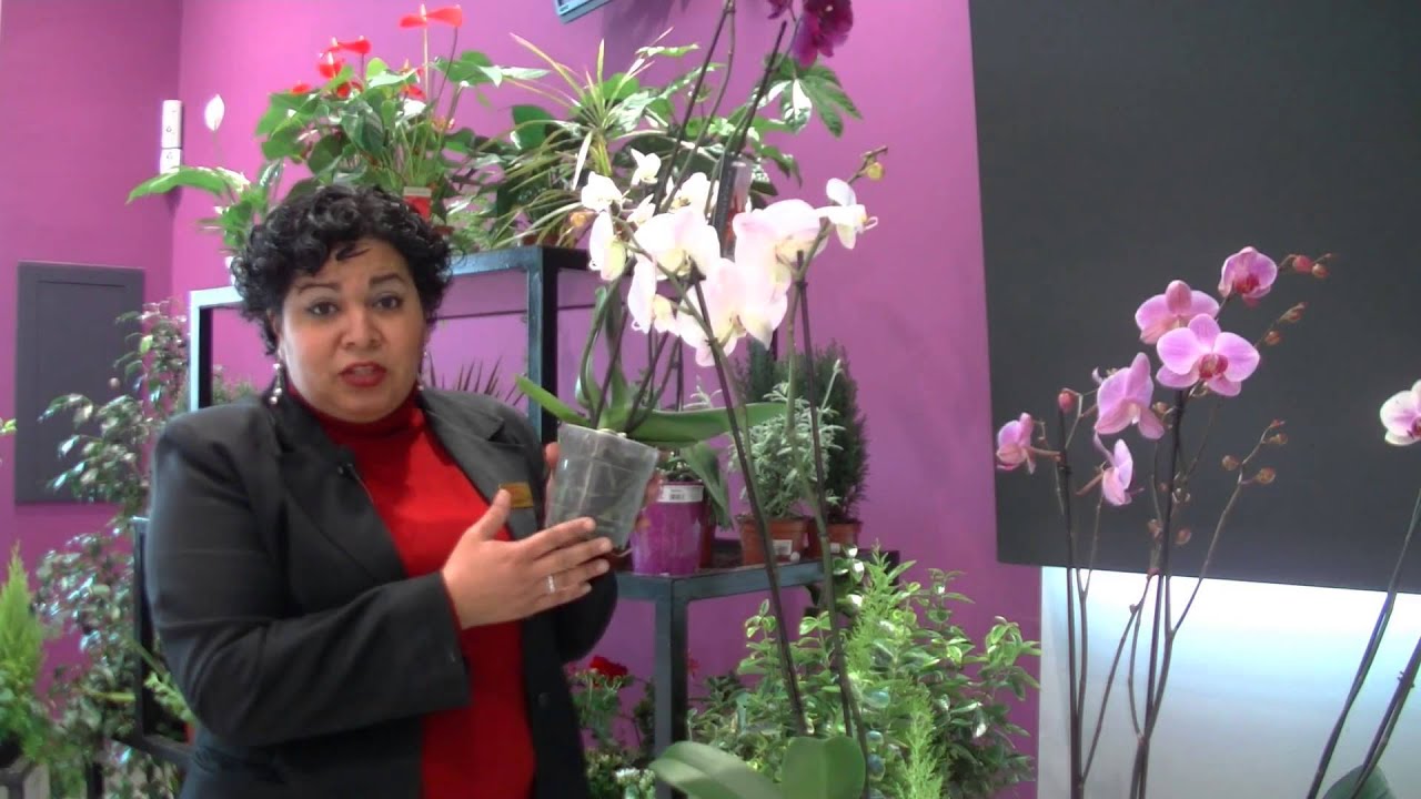 Com cuidar una orquidea