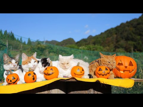 ハロウィンかぼちゃのせ猫 2023 Halloween pumpkin 231030