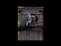 Branching Highlights! Older Owlet "Artemis" Climbs To Top Of Barred Owl Nest Box