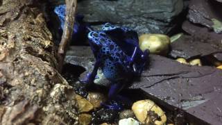 Dendrobates Azureus  Male calling, Poison Dart Frogs